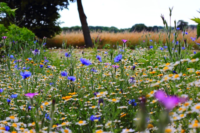 The Importance of Growing Meadows in Riverview