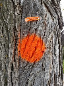 orange dot on tree