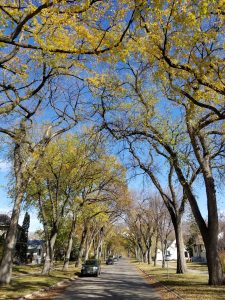 Trees arch over street