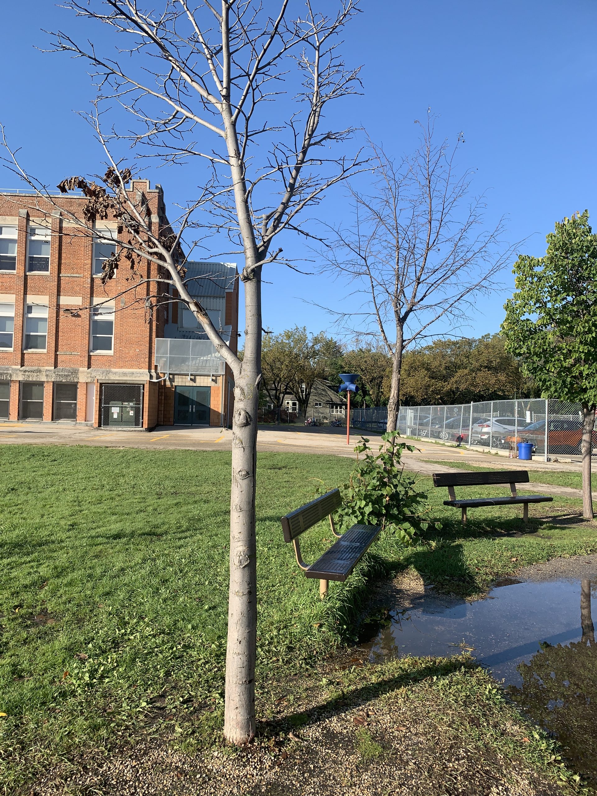 damaged tree and drainage issue