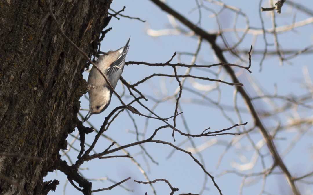 City Nature Challenge Connects Riverview Residents with Wildlife