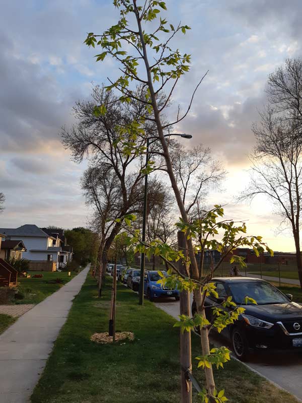 Arnold ave new trees