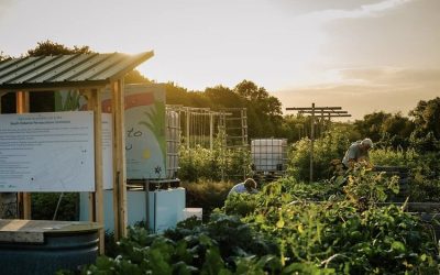 Sustainable South Osborne Community Cooperative – Virtual Harvest Dinner