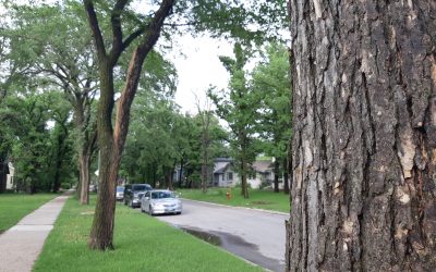 State of the Urban Forest in Winnipeg