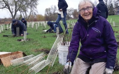 Tree Wrapping and Planting From Trees Riverview