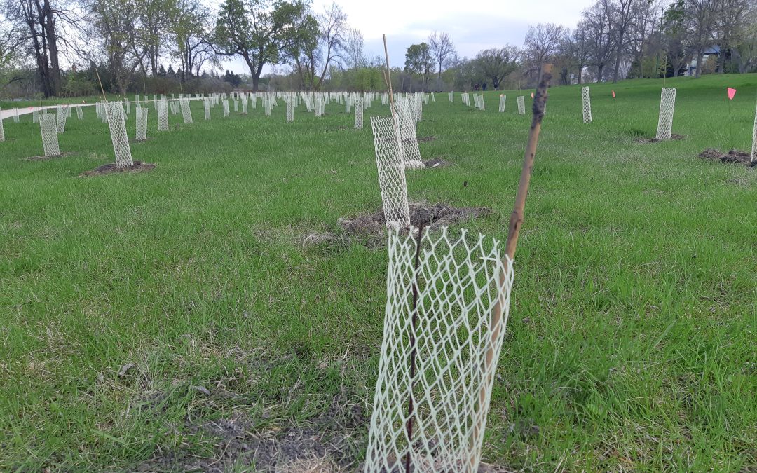 CHURCHILL DRIVE TREE PLANTING