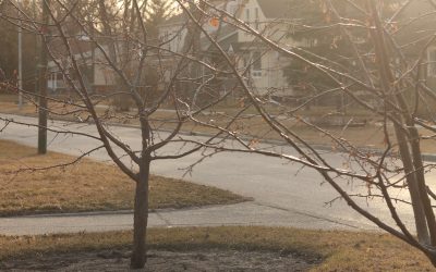 Winnipeg’s Urban Forest Strategy